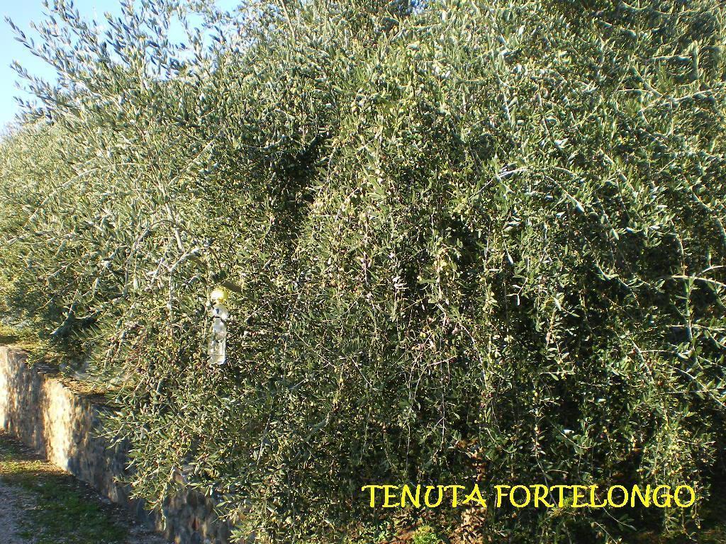 Tenuta Fortelongo Fara Vicentino Exterior photo