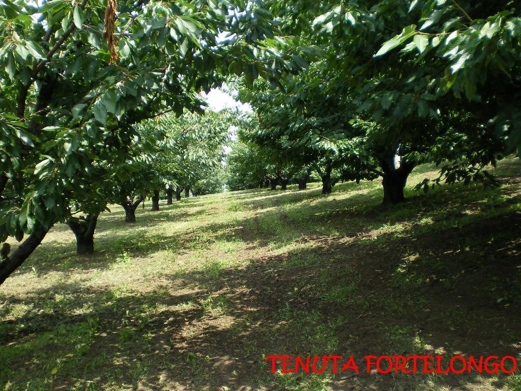 Tenuta Fortelongo Fara Vicentino Exterior photo