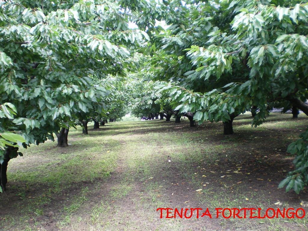 Tenuta Fortelongo Fara Vicentino Exterior photo